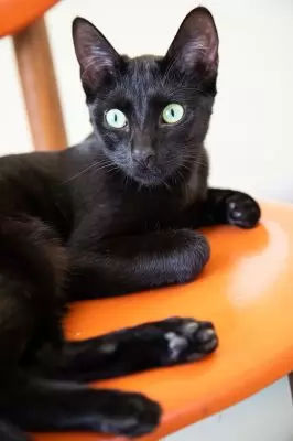 Lorella