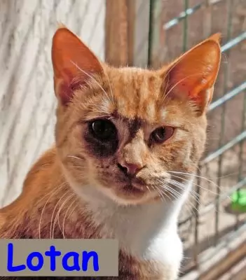 Lotan