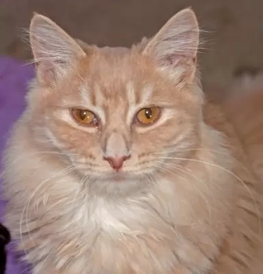 Louie