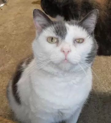 Lulu
