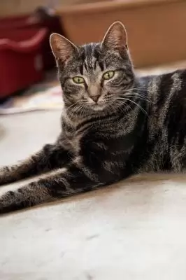 Lyra