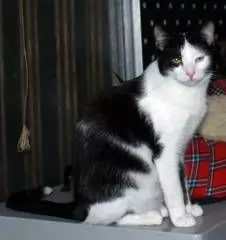 MARCUS BLACK & WHITE KITTEN