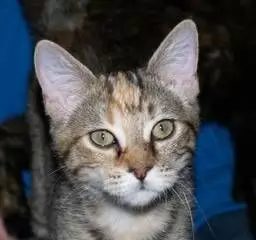 MARSHA