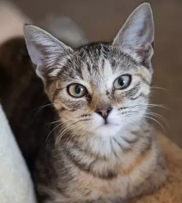 Melita