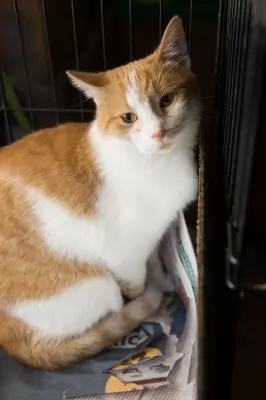 Moni