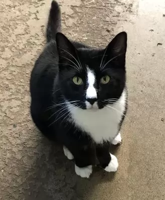 Moochy