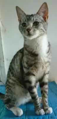 Naoki