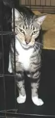 NICHOLAS - SHORT-HAIR MOGGY