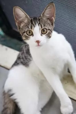 Noella