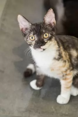Nora