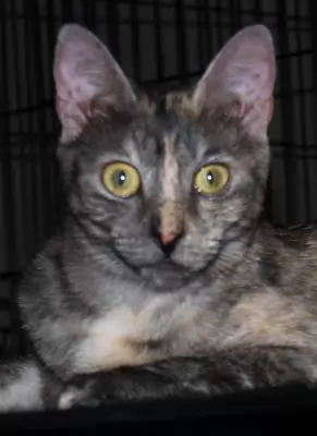 NYSSA Dark Tortie Oriental