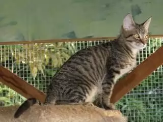 ONDIN - SHORT-HAIRED MOGGY
