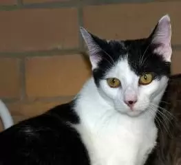 OSCAR