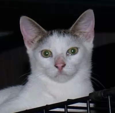 OTTO
