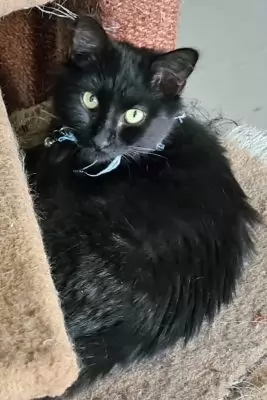 Paco