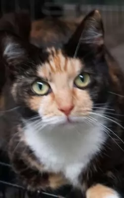 Pansie