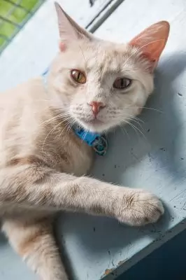 Pele