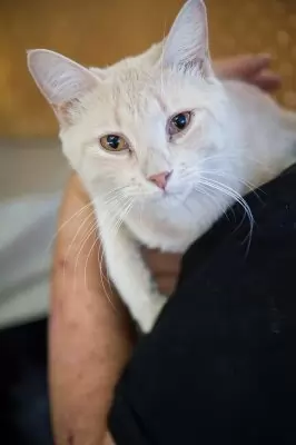 Pete