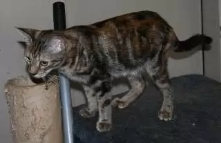 POLLY - TORTI MOGGY