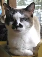 QUEENIE adoption pending