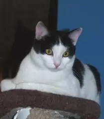 RICKY - SHORT-HAIRED DOMESTIC