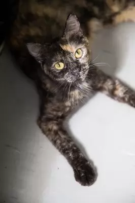 Riva