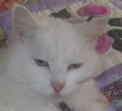 Rosie - needs a home for retirement