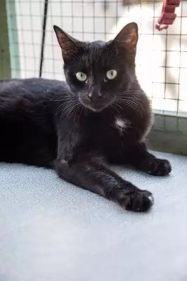 Sabre
