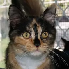 SADIE TORTOISESHELL CAT