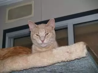 SAFFRON - SHORT-HAIRED DOMESTIC