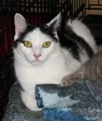 SIMON - Cat for Adoption