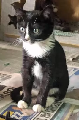 Suki