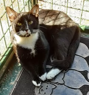 Sylvester