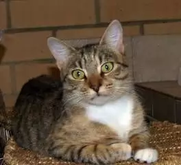 TABITHA