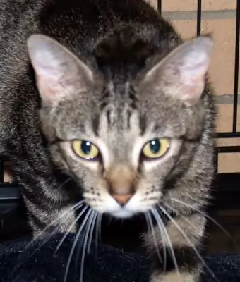 TIGER - SHORT-HAIRED DOMESTIC