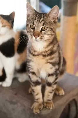 Tiger2