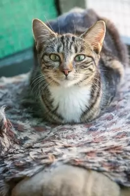 Tiggi