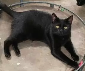 VELVET BLACK CAT