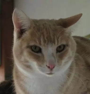 Vito