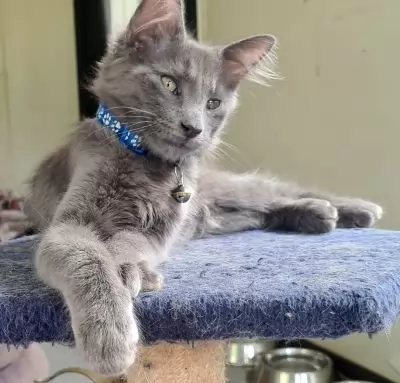 Vito