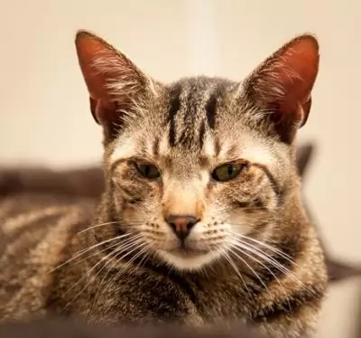 Winston the special cat