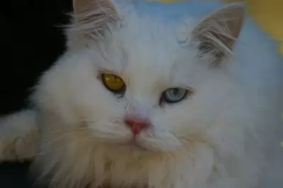 Winter - exceptional cat