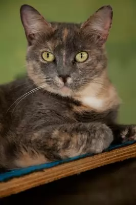 Yvonne