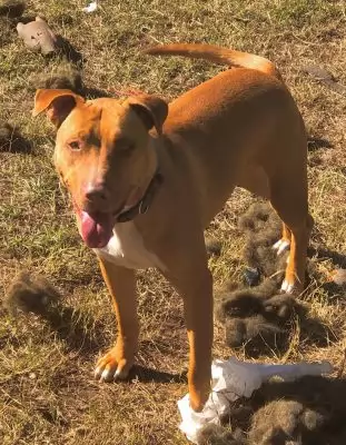 Ace