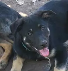 ALEX - gentle giant with a beautiful personality