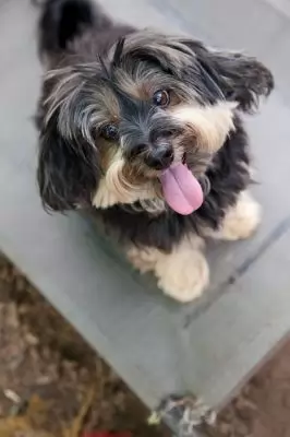 Archie2