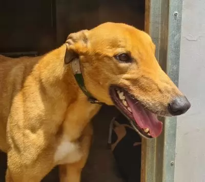 Atom