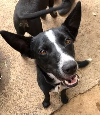 Axel
