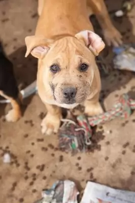 Bali - on hold adoption pending
