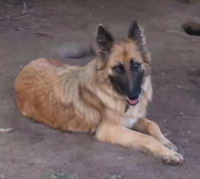 Barney - our beautiful senior